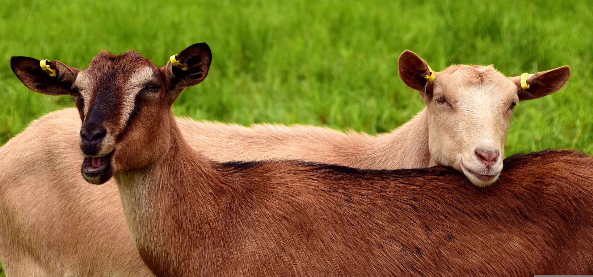 Diagnosis of Listeriosis in Goat
