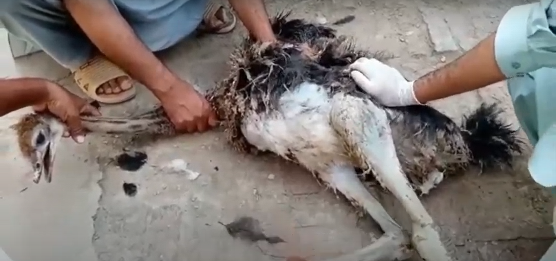 Treatment of dislocated leg in ostrich