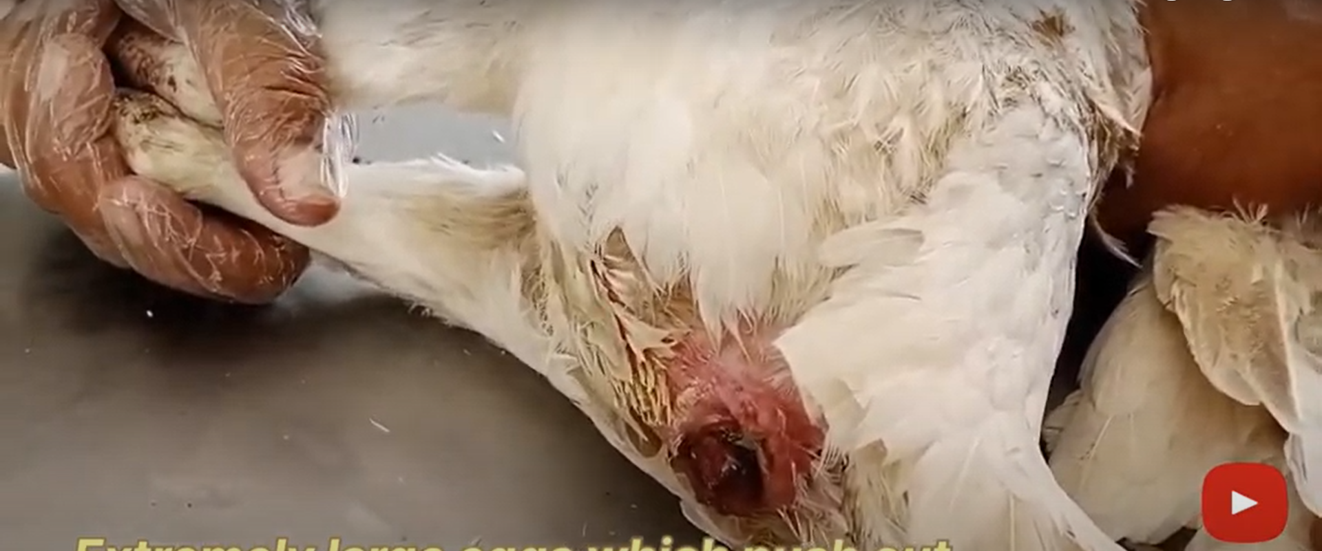 chicken vent prolapse cause and treatment