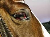 Equine viral disease control